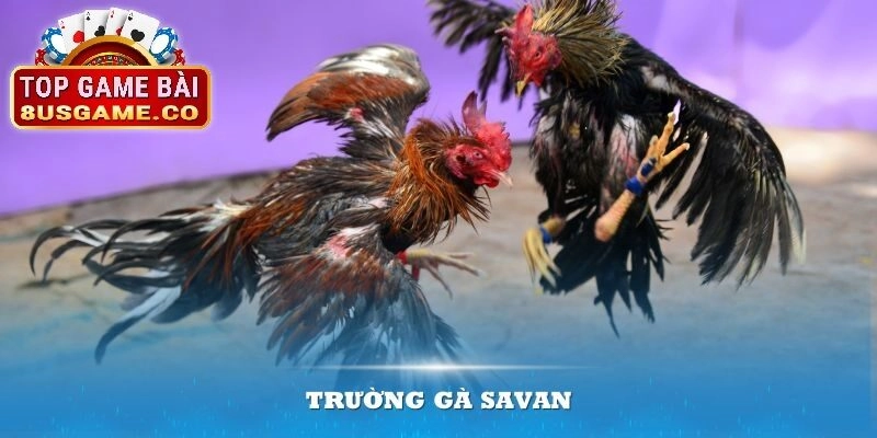 Giới thiệu tổng quan về Trường gà Savan tại 8US 